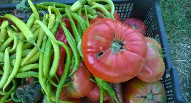 Name:  toplu rnler 2 26.09.2017.jpg
Views: 398
Size:  43.4 KB