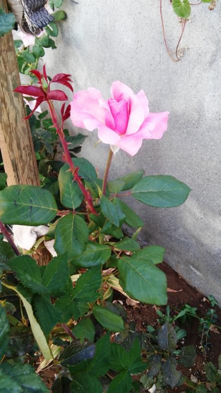 Name:  034.jpg
Views: 527
Size:  60.9 KB
