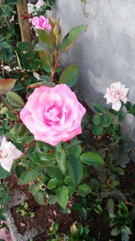 Name:  032.jpg
Views: 489
Size:  57.3 KB