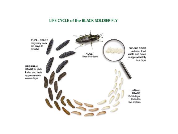 Name:  Life Cycle of BSF.jpg
Views: 1294
Size:  21.8 KB