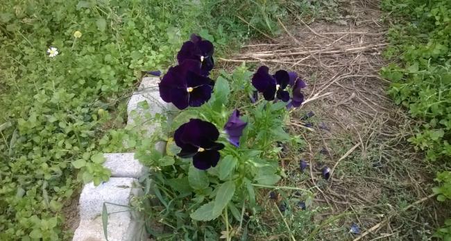 Name:  hercai meneke 2017.jpg
Views: 1066
Size:  60.4 KB