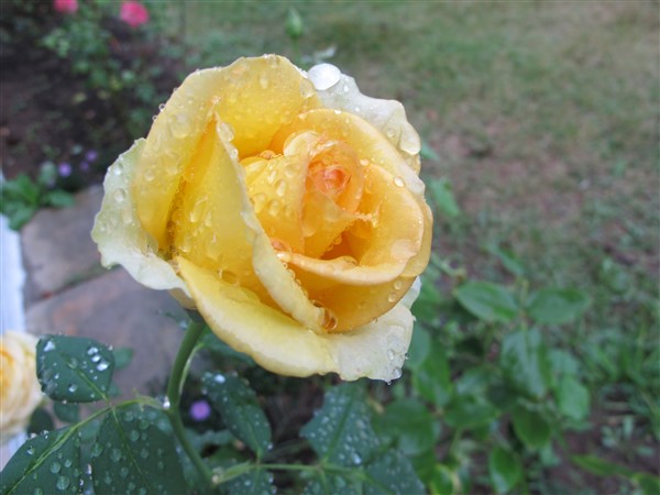 Name:  IMG_1947 (600 x 450).jpg
Views: 863
Size:  56.3 KB