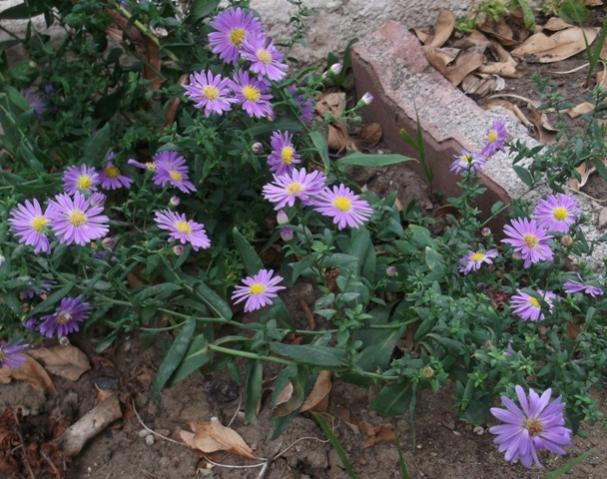Name:  DSCF0767.jpg
Views: 444
Size:  61.2 KB