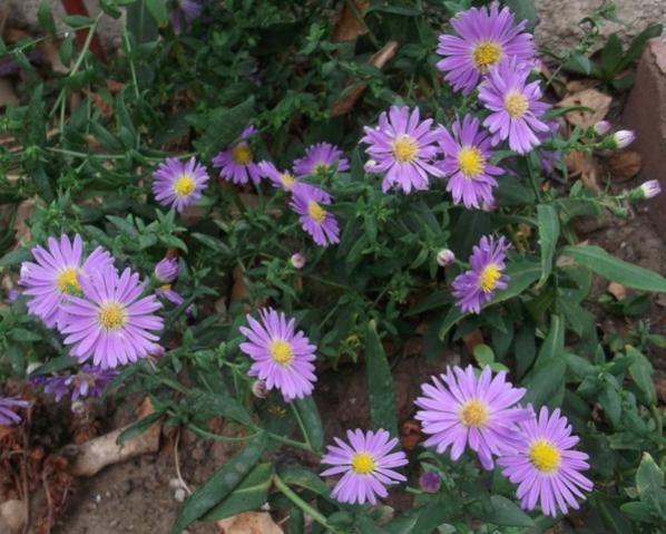 Name:  DSCF0768.jpg
Views: 440
Size:  53.8 KB