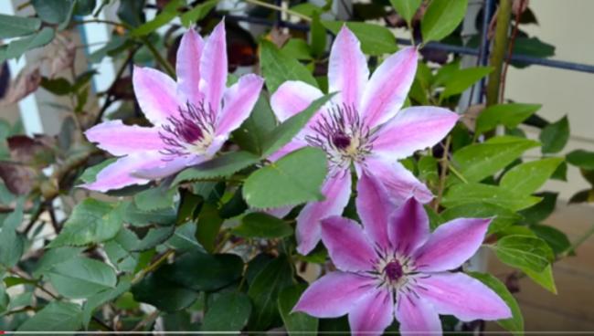 Name:  Clenatis 1.jpg
Views: 869
Size:  39.3 KB