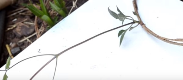 Name:  clematis 6 (599 x 264).jpg
Views: 849
Size:  21.3 KB