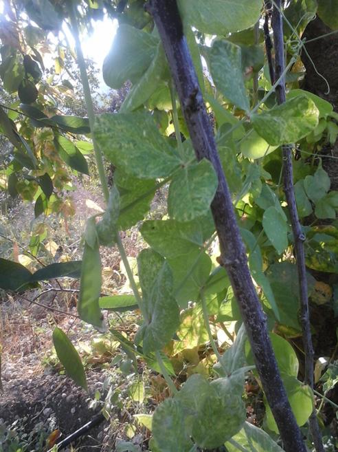 Name:  bezelye2.jpg
Views: 292
Size:  71.0 KB
