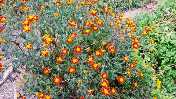 Name:  20171001_145438.jpg
Views: 795
Size:  73.3 KB