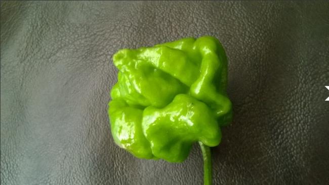 Name:  trinidad moruga scorpion yeil 13.10.2017.jpg
Views: 913
Size:  32.0 KB