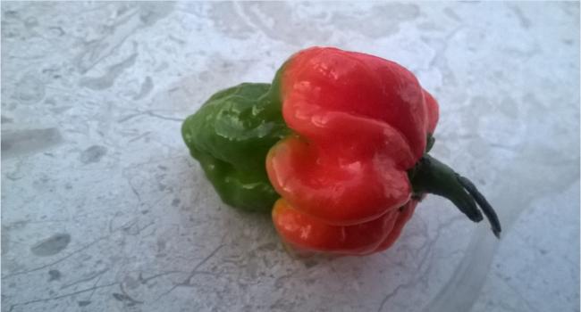 Name:  trinidad moruga scorpion.jpg
Views: 889
Size:  24.4 KB