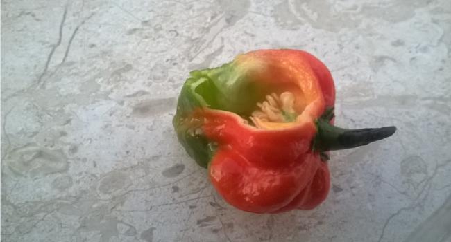 Name:  yenmi trinidad moruga scorpion.jpg
Views: 892
Size:  27.3 KB