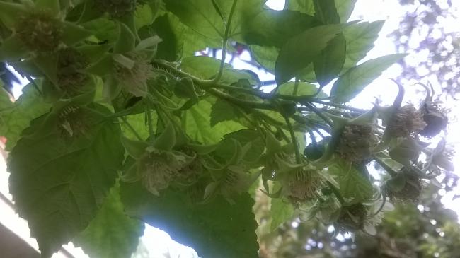Name:  WP_20170927_001.jpg
Views: 771
Size:  33.7 KB