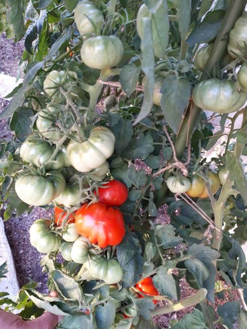 Name:  20170815_190348.jpg
Views: 647
Size:  71.3 KB