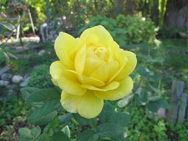 Name:  IMG_2007 (600 x 450).jpg
Views: 579
Size:  61.5 KB