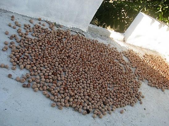 Name:  yerde kurutma.jpg
Views: 1288
Size:  54.7 KB