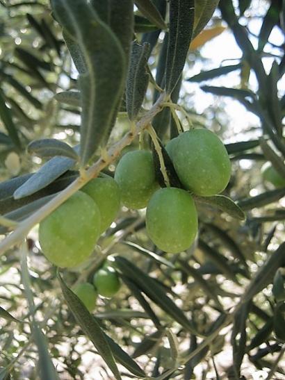 Name:  zeytin.jpg
Views: 1255
Size:  43.5 KB