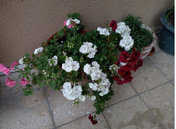Name:  sa.JPG
Views: 280
Size:  64.3 KB