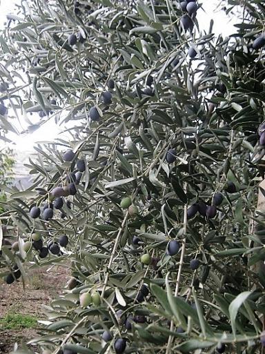 Name:  zeytin.jpg
Views: 1205
Size:  69.4 KB