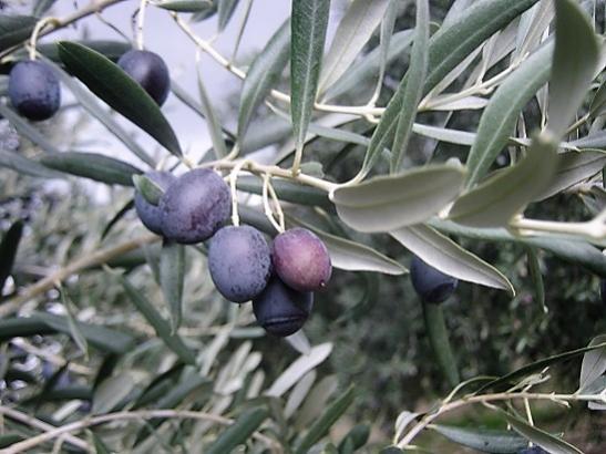 Name:  zeytin1.jpg
Views: 1192
Size:  42.0 KB
