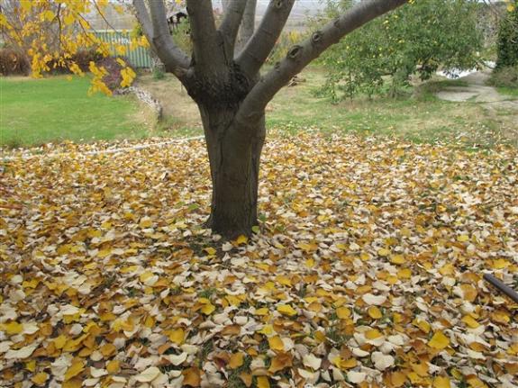 Name:  IMG_2187 (600 x 450).jpg
Views: 628
Size:  70.6 KB