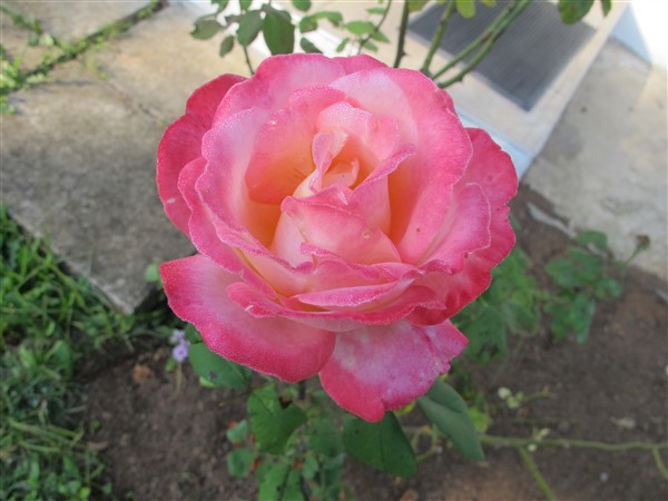Name:  IMG_2055 (600 x 450).jpg
Views: 636
Size:  59.2 KB