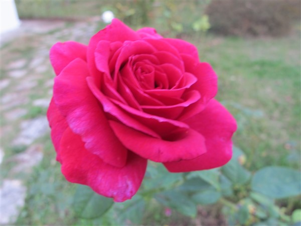 Name:  IMG_2059 (600 x 450).jpg
Views: 606
Size:  44.3 KB