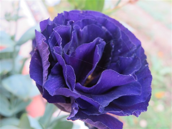 Name:  IMG_2162 (600 x 450).jpg
Views: 617
Size:  51.5 KB