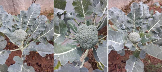 Name:  brokoli.jpg
Views: 496
Size:  46.7 KB
