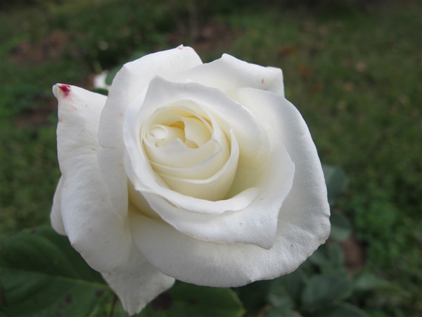 Name:  IMG_2224 (600 x 450).jpg
Views: 488
Size:  37.3 KB