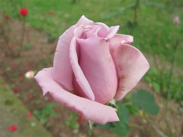 Name:  IMG_2222 (600 x 450).jpg
Views: 501
Size:  43.2 KB