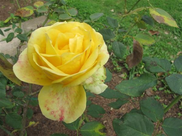 Name:  IMG_2220 (600 x 450).jpg
Views: 506
Size:  39.9 KB