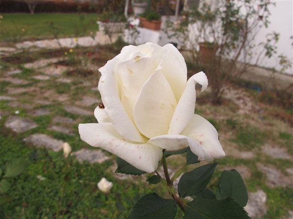 Name:  IMG_2226 (600 x 450).jpg
Views: 525
Size:  54.7 KB