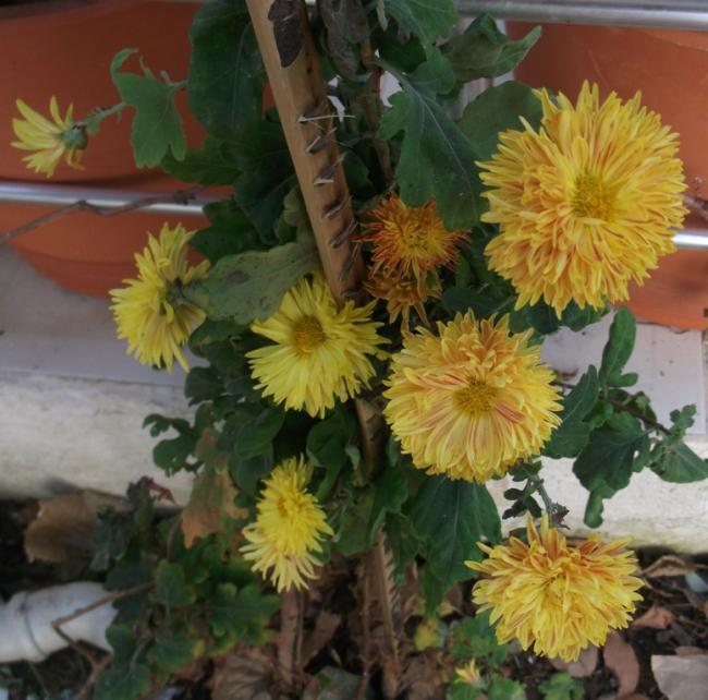 Name:  DSCF0824.jpg
Views: 314
Size:  58.9 KB