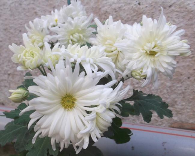 Name:  DSCF0860.jpg
Views: 331
Size:  43.8 KB