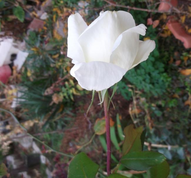 Name:  DSCF0843.jpg
Views: 295
Size:  43.6 KB
