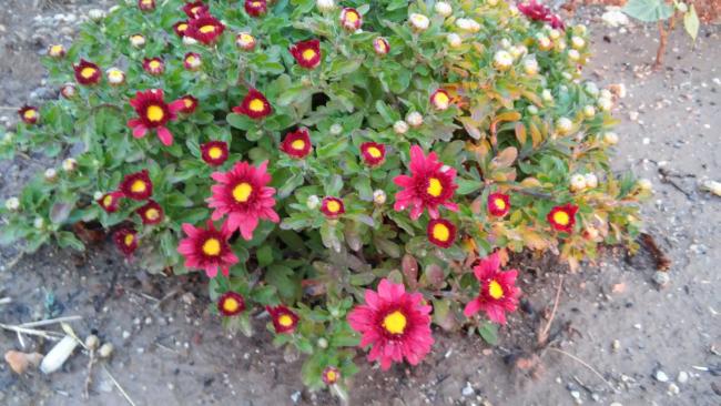Name:  098.jpg
Views: 367
Size:  55.7 KB