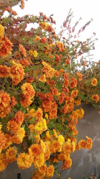 Name:  029.jpg
Views: 391
Size:  62.0 KB
