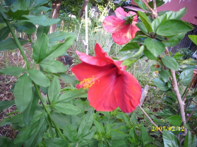 Name:  DSCI1332.jpg
Views: 848
Size:  63.7 KB