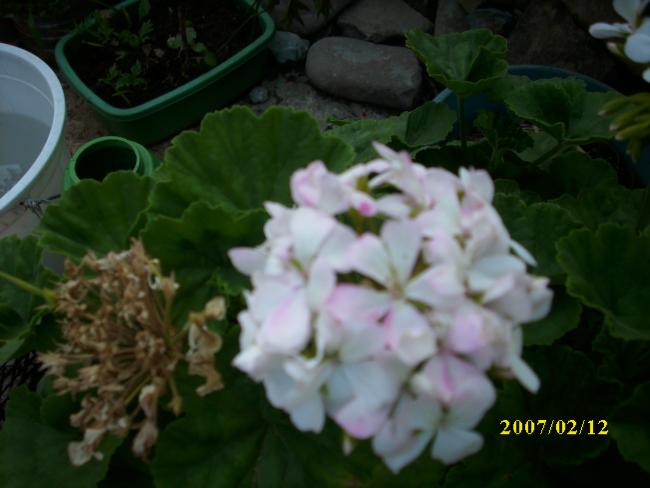 Name:  DSCI1346.jpg
Views: 856
Size:  34.7 KB
