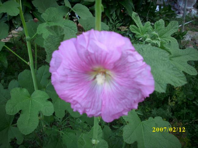 Name:  DSCI1351.jpg
Views: 842
Size:  46.8 KB