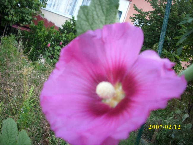 Name:  DSCI1355.jpg
Views: 798
Size:  49.3 KB