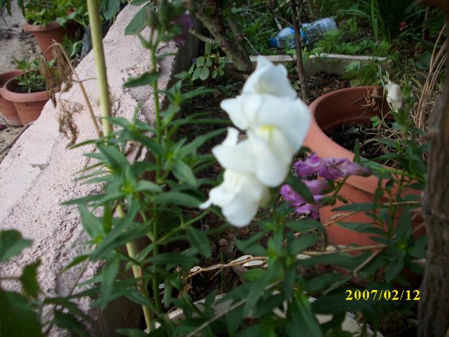 Name:  DSCI1347.jpg
Views: 800
Size:  57.5 KB
