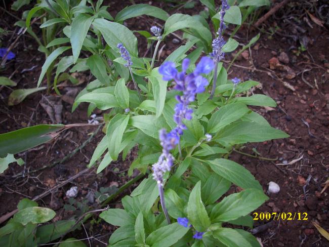 Name:  DSCI1357.jpg
Views: 794
Size:  64.0 KB