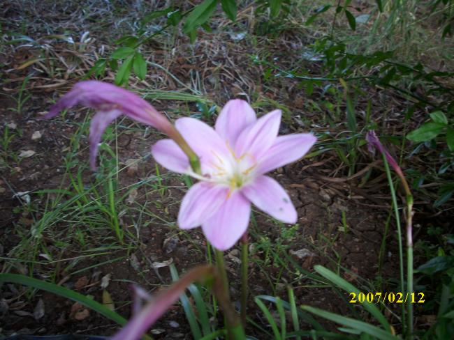Name:  DSCI1345.jpg
Views: 831
Size:  61.8 KB