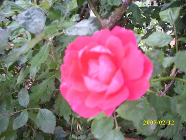 Name:  DSCI1362.jpg
Views: 811
Size:  46.4 KB