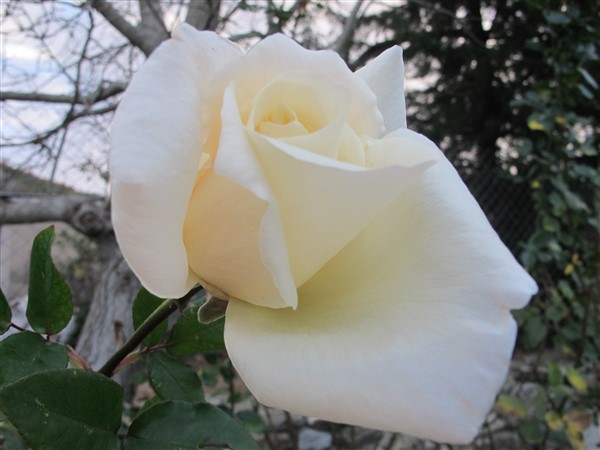Name:  IMG_2285 (600 x 450).jpg
Views: 1288
Size:  51.6 KB