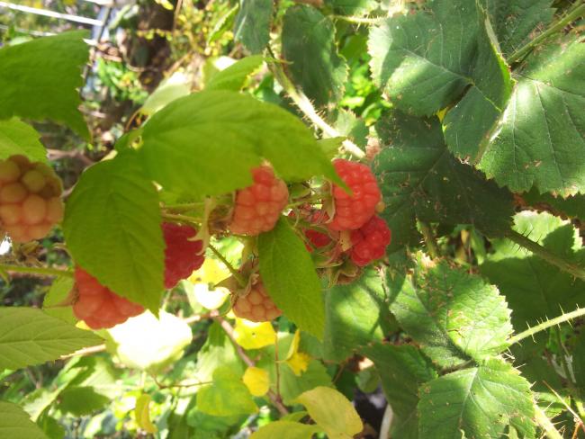 Name:  20171203_111956-min.jpg
Views: 467
Size:  56.2 KB