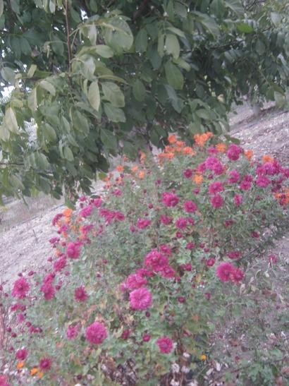 Name:  kasmpatlar.jpg
Views: 1035
Size:  50.1 KB