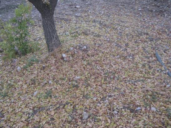 Name:  dklen yapraklar.jpg
Views: 1107
Size:  56.5 KB