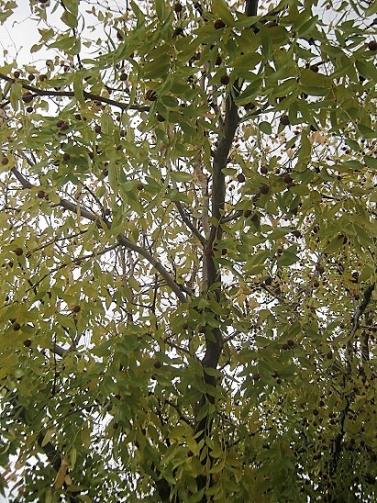 Name:  geriye kalanlar.jpg
Views: 1058
Size:  70.3 KB